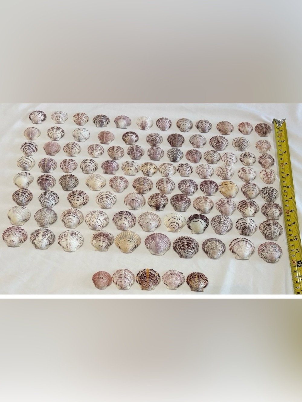98 LOT SEA SHELLS SANIBEL, FLORIDA SCALLOPS 1.2 -1.5" MIX COLOR CRAFT OR COLLECT - Picture 5 of 5